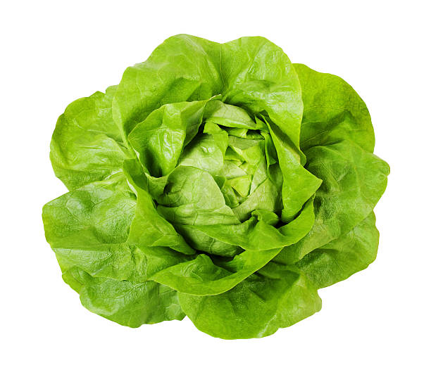 Butterhead Lettuce