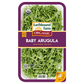 Arugula